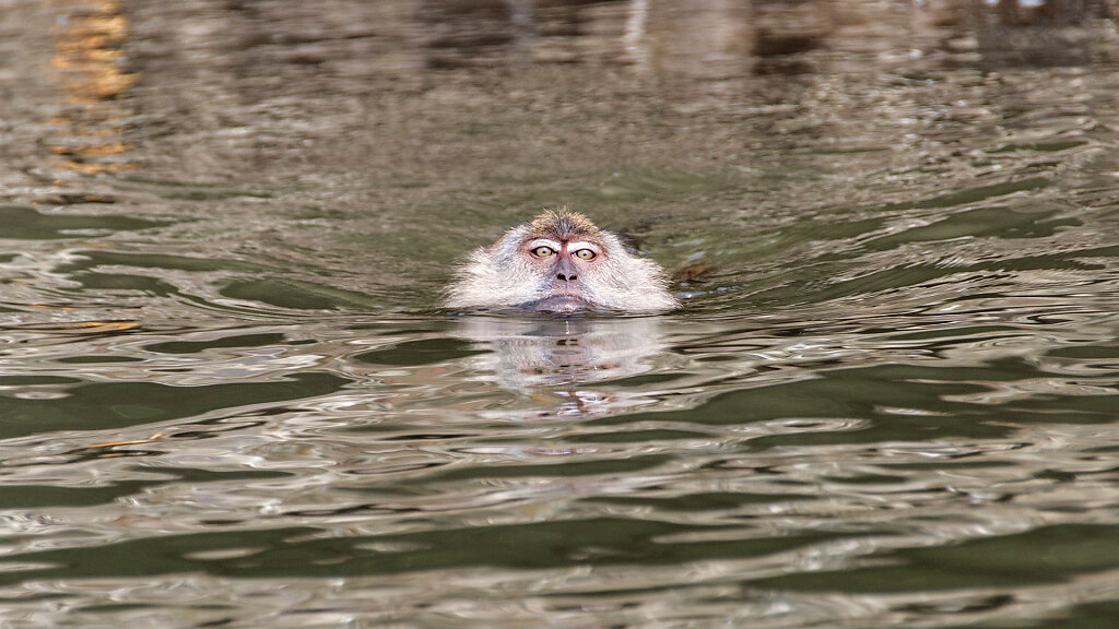 Swimming Monkeys