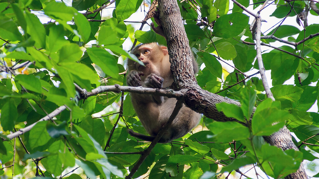 Khao Yai National Park