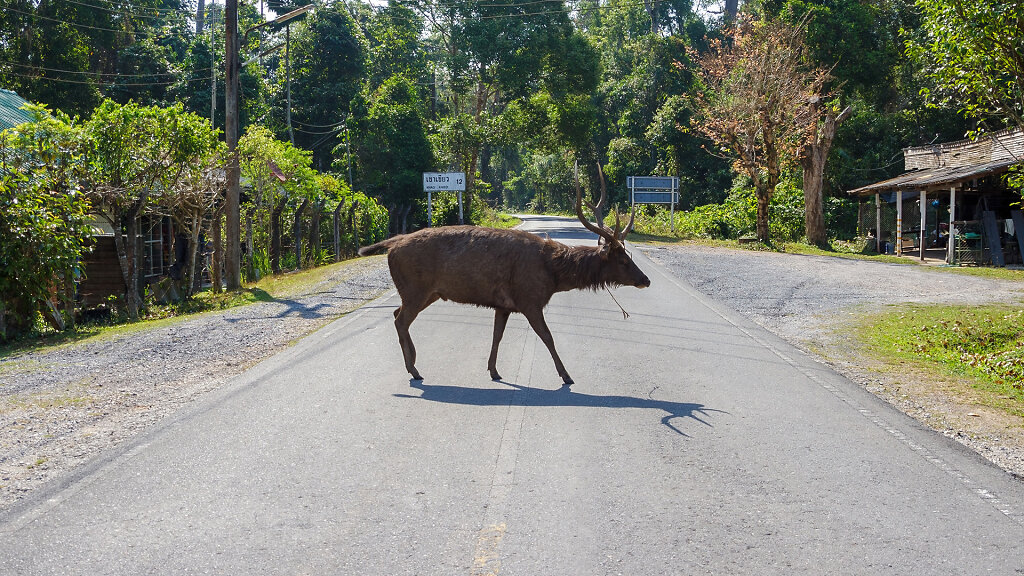 Khao Yai National Park