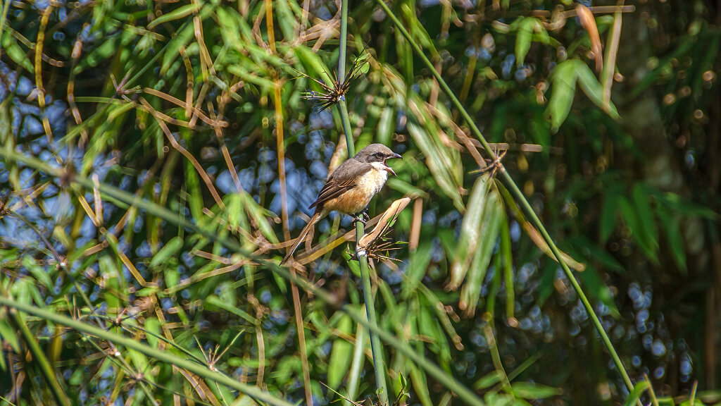 Khao Yai National Park