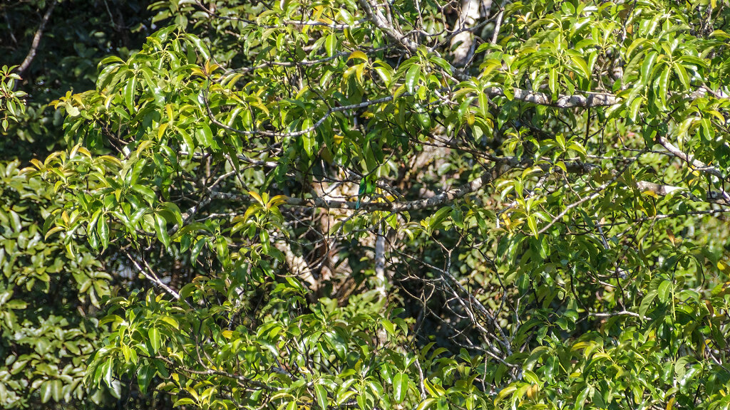 Khao Yai National Park