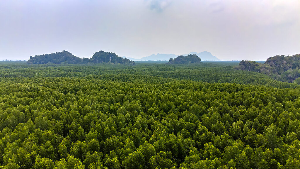 Ban Nam Rap Mangrove Forest