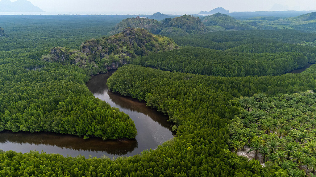 Ban Nam Rap Mangrove Forest